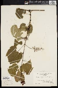 Vitis riparia image