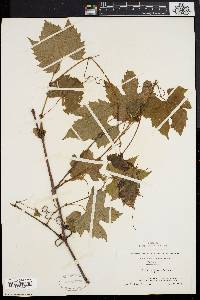 Vitis riparia image