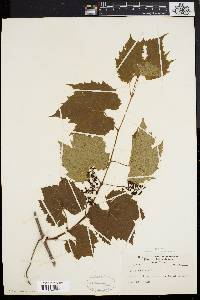 Vitis riparia image