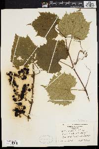 Vitis riparia image