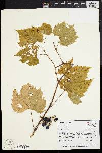 Vitis riparia image