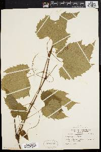 Vitis riparia image