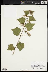 Ampelopsis cordata image