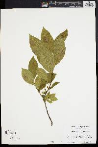 Rhamnus alnifolia image