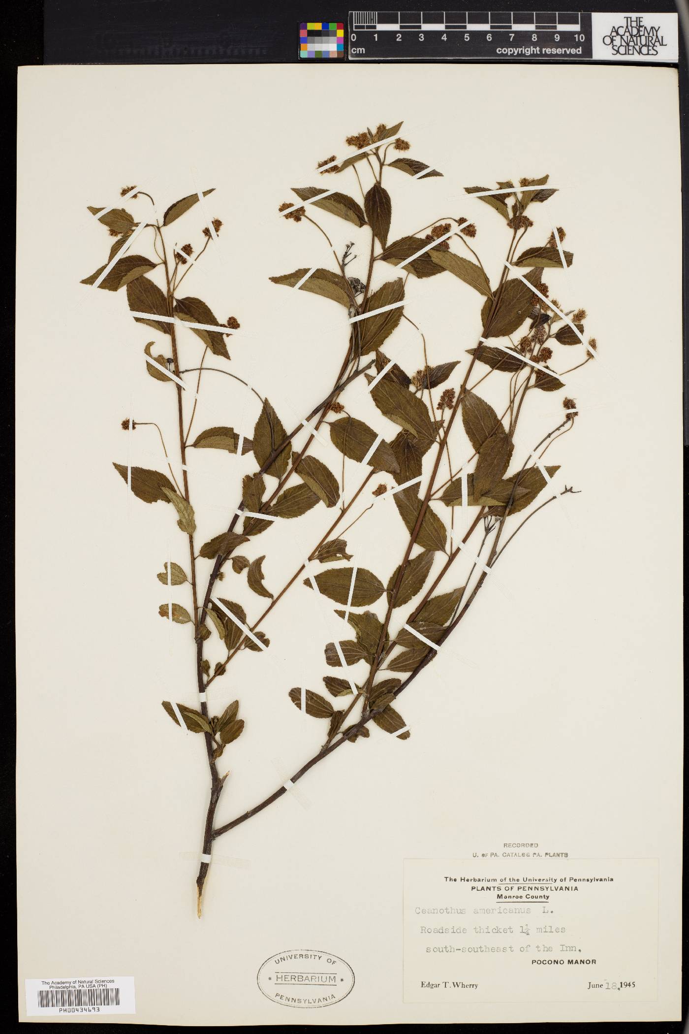 Ceanothus americanus var. intermedius image