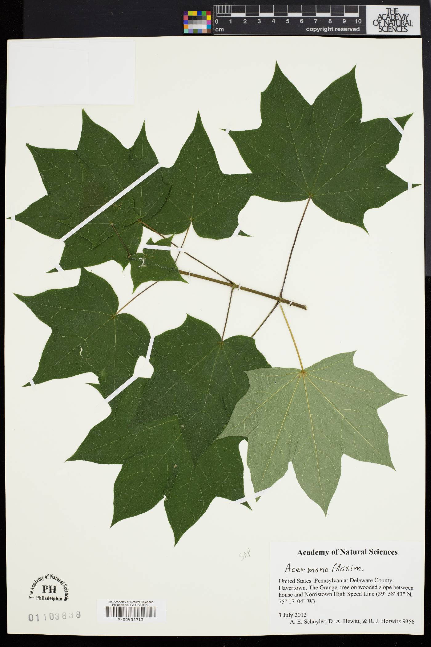 Acer pictum image