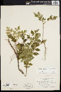 Koelreuteria paniculata image