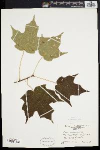 Acer nigrum image