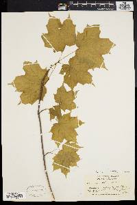 Acer nigrum image