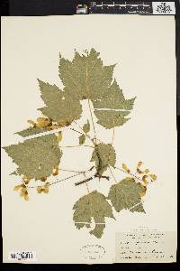 Acer spicatum image