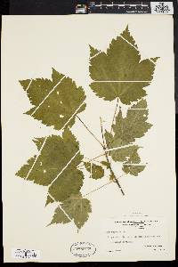 Acer spicatum image