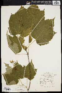 Acer spicatum image