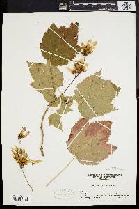 Acer spicatum image