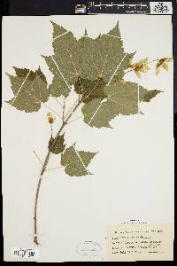 Acer spicatum image