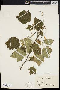 Acer spicatum image