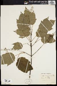 Acer spicatum image