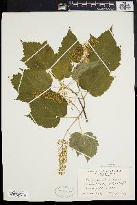 Acer spicatum image