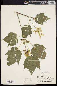 Acer spicatum image