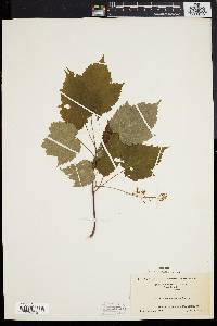 Acer spicatum image