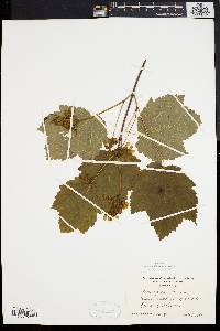 Acer spicatum image