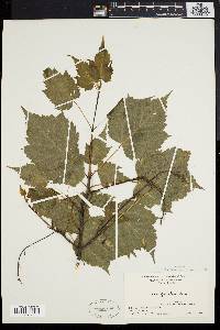 Acer spicatum image