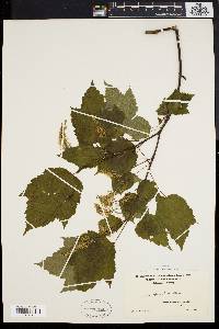 Acer spicatum image