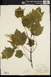 Acer spicatum image