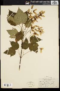 Acer spicatum image