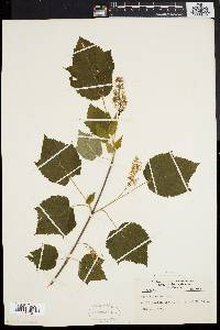 Acer spicatum image