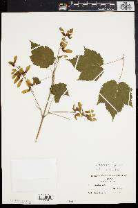 Acer spicatum image