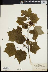 Acer spicatum image