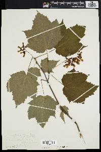 Acer spicatum image