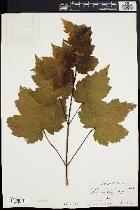 Acer spicatum image