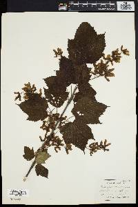 Acer spicatum image