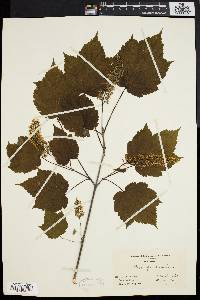 Acer spicatum image