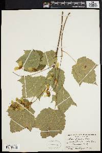 Acer spicatum image