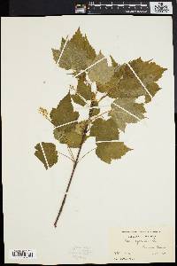 Acer spicatum image