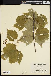 Acer spicatum image