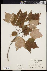 Acer rubrum var. trilobum image