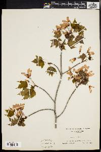 Acer rubrum var. trilobum image