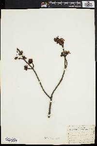 Acer rubrum var. trilobum image