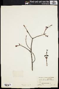 Acer rubrum var. trilobum image