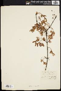 Acer rubrum var. trilobum image