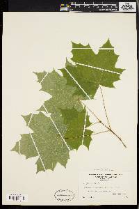 Acer platanoides image