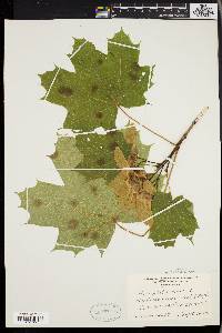 Acer platanoides image