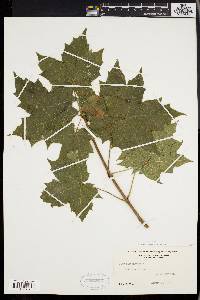 Acer platanoides image