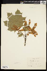 Acer platanoides image