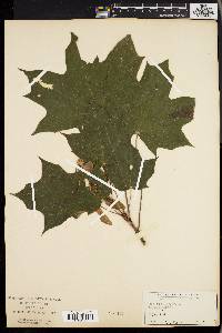 Acer platanoides image