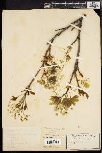 Acer platanoides image