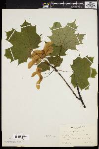 Acer platanoides image